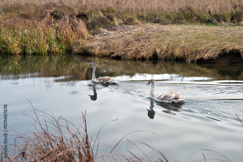 swans on the river