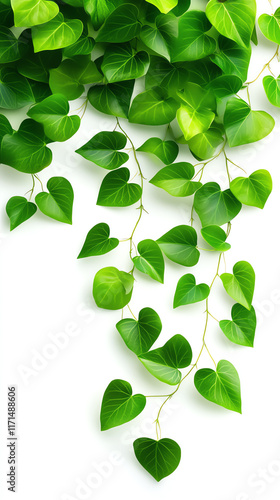 Vibrant green heart-shaped leaves cascading down, isolated on a white background.