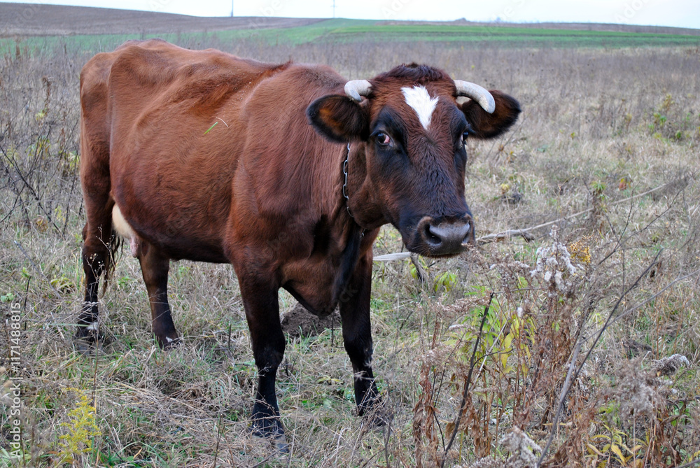 cow on a meadow