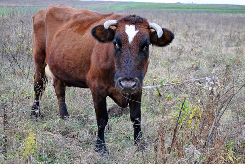 Obraz na płótnie cow on a meadow w salonie