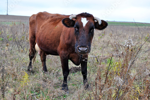Obraz na płótnie cow in the field w salonie
