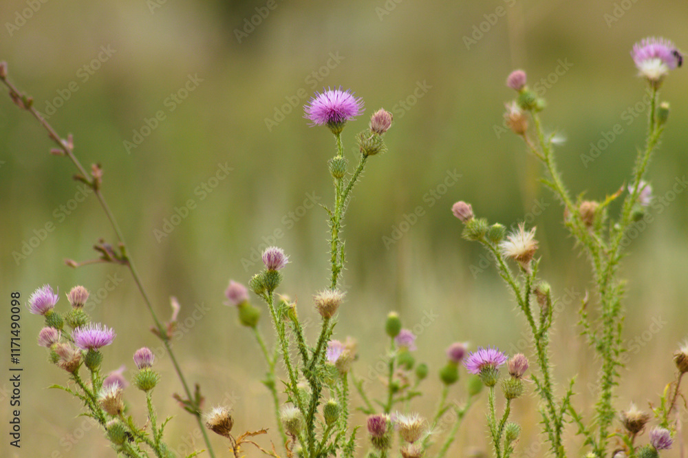 Closeup of spiny plumeless thistle flowers with green blurred plants on background Closeup of spiny plumeless thistle flowers with green blurred plants on background