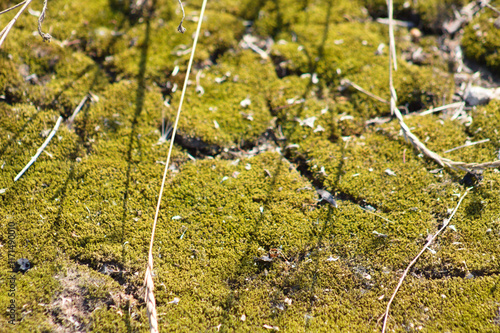 Closeup of green andelariaceae with selective focus on foreground