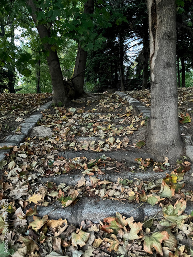 Closeup of trees grown from stone steps covered with yellow leaves