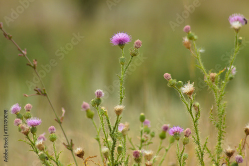 Closeup of spiny plumeless thistle flowers with green blurred plants on background