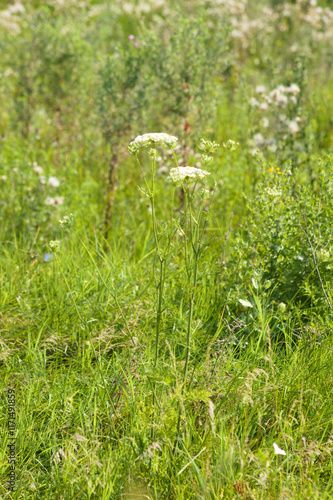 Closeup of common yarrow flowers with selective focus on foreground