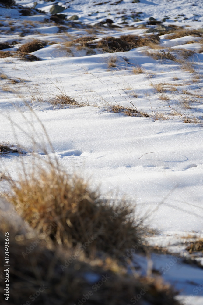 tracks in the snow