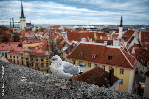 Autumn in Tallinn photo