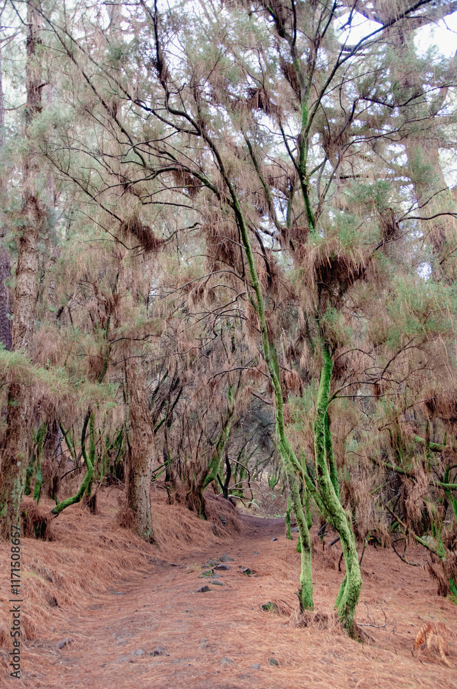 Fototapeta premium zauberwald auf la palma