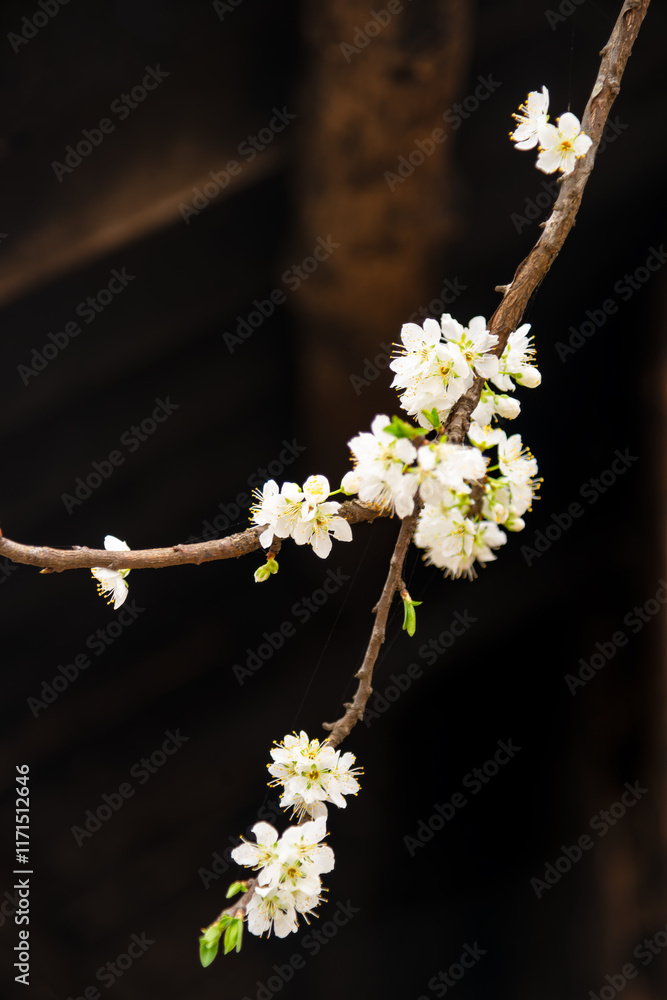 Blooming wild plum tree closeup in a sunny day on natural garden background. Blooming wild plum tree closeup in a sunny day on natural garden background.