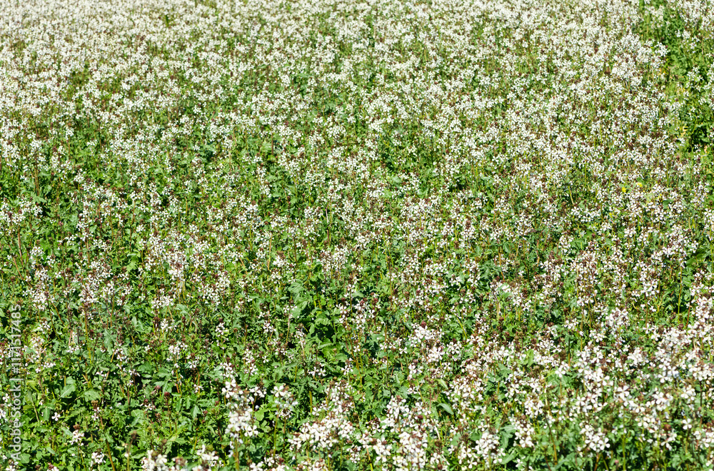 green plants used in making salads. The rocket plant growing in the field bloomed. green plants used in making salads. The rocket plant growing in the field bloomed.
