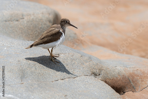 Chevalier guignette,.Actitis hypoleucos , Common Sandpiper photo