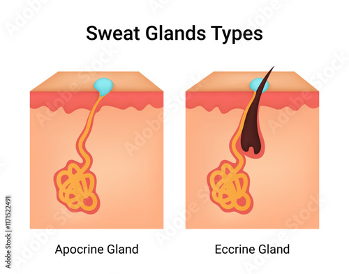 Types of Eccrine and Apocrine Sweat Glands