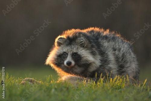 Raccoon dog common Nyctereutes procyonoides eats flesh of dead European hare Lepus europaeus meadow Chinese Asian field closeup cute darling invasive species in Europe, Europe