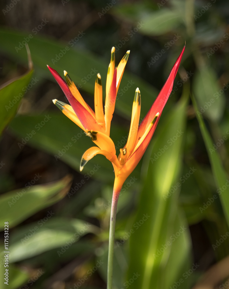 Heliconia psitacoum de papagaio na Chapada dos Veadeiros Heliconia psitacoum de papagaio na Chapada dos Veadeiros