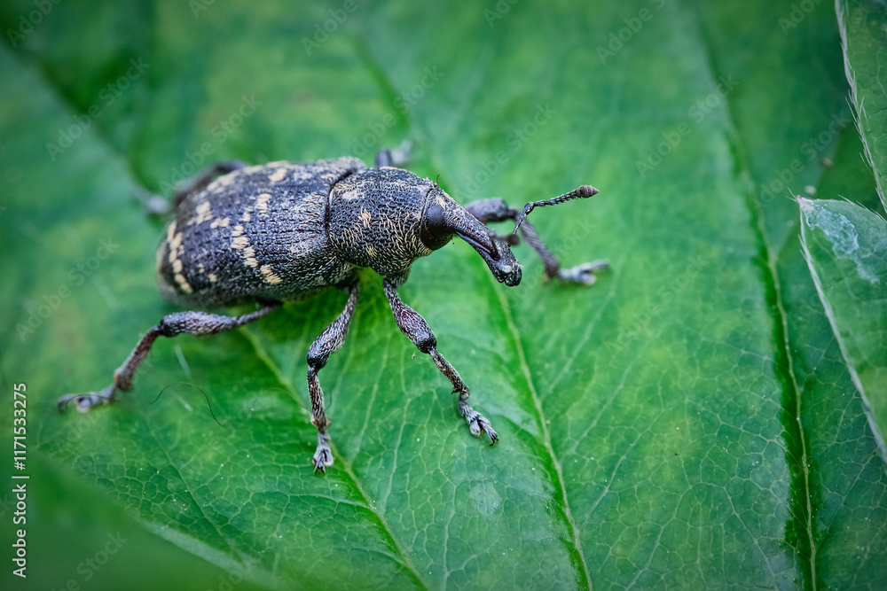 Naklejka premium Fichtenrüsselkäfer ( Hylobius abietis ).