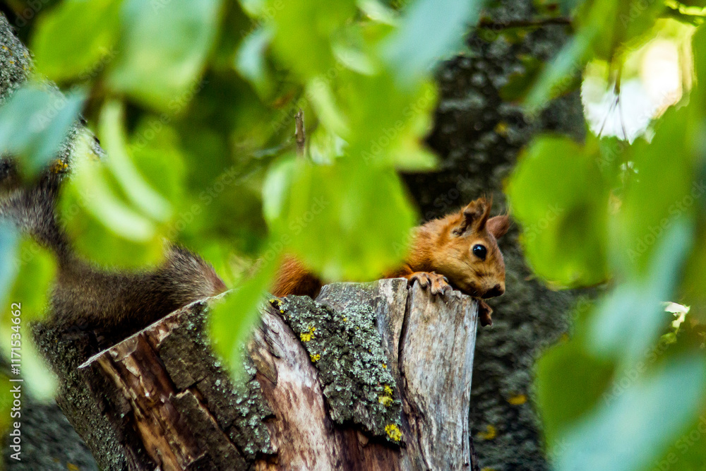 A small brown squirrel with a fluffy gray tail sits on a pruned tree trunk and looks down among the green leaves.
A small brown squirrel with a fluffy gray tail sits on a pruned tree trunk and looks down among the green leaves.