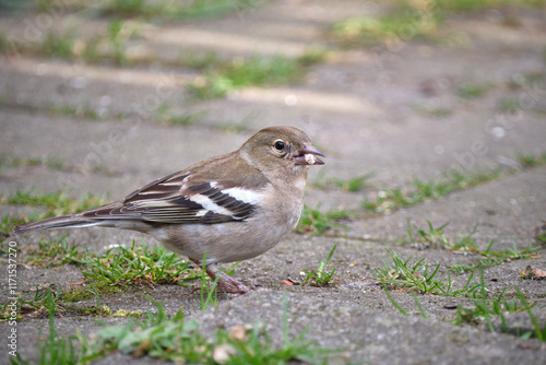 Fichtenrüsselkäfer ( Hylobius abietis ). photo