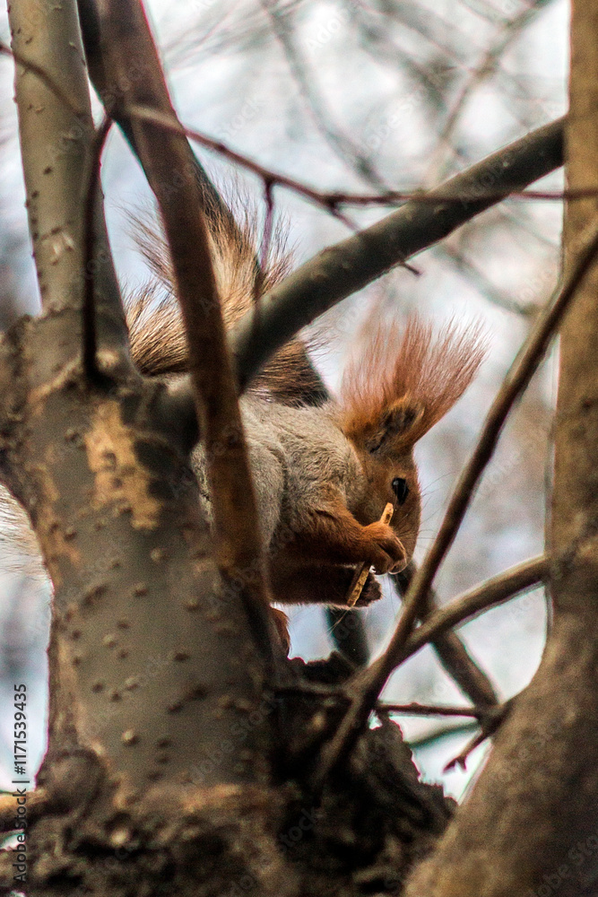 Close-up fluffy squirrel sits on a poplar tree and eats food against the background of the sky and branches
Close-up fluffy squirrel sits on a poplar tree and eats food against the background of the sky and branches