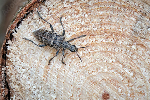 Fotografie Schrotbock ( Rhagium inquisitor ) / Kleiner (Kiefer)zangenbock oder Spürender Zangenbock