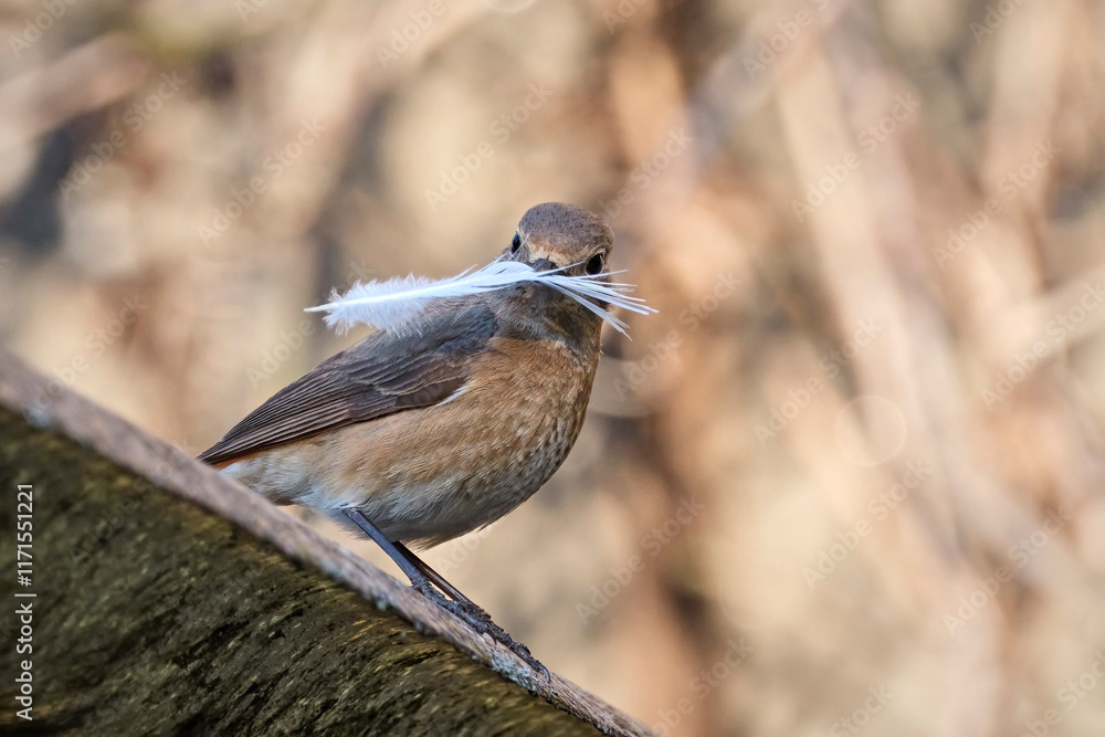 Obraz premium Gartenrotschwanz ( Phoenicurus phoenicurus ).