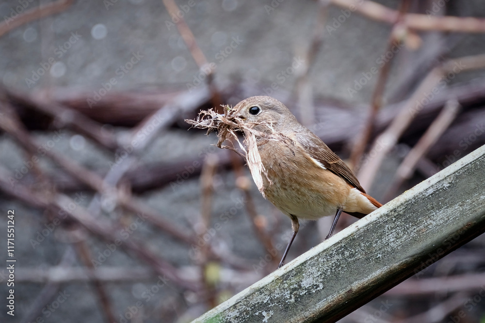 Naklejka premium Gartenrotschwanz ( Phoenicurus phoenicurus ).