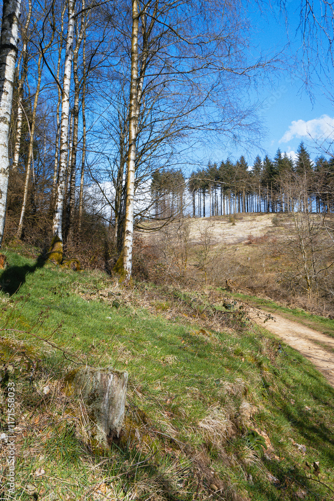 Forest with Moss-Covered Trees and Green Underbrush Forest with Moss-Covered Trees and Green Underbrush
