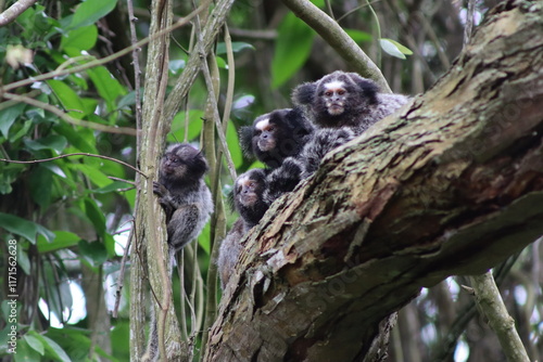 Monkey Family photo