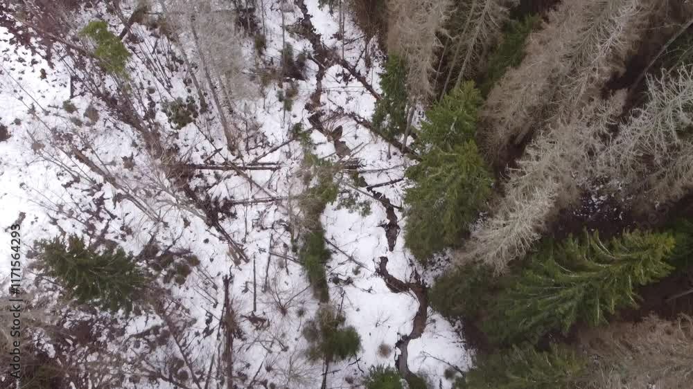 winter forest landscape from a drone view winter forest landscape from a drone view
