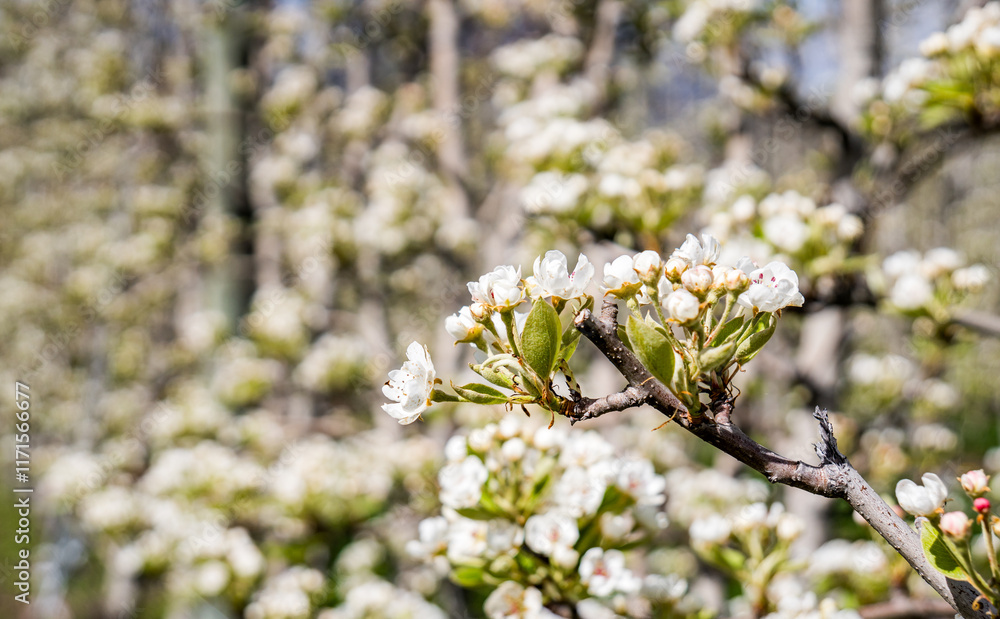 Springtime apple blossoms in a Swiss village Springtime apple blossoms in a Swiss village