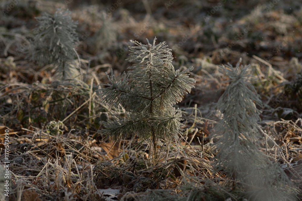 Close-Up of Frost Covered Plant. Beauty of plant covered in frost during a winter freeze. Icy crystals coat leaves and grass, creating natural texture as soft blurred background. Close-Up of Frost Covered Plant. Beauty of plant covered in frost during a winter freeze. Icy crystals coat leaves and grass, creating natural texture as soft blurred background.