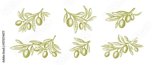 Olive branch, green oil fruits. Greek vector set