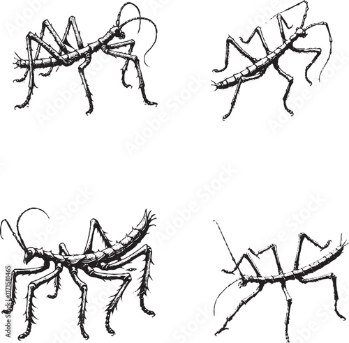 Detailed Black and White Illustrations of Stick Insects