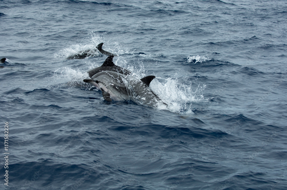 Fototapeta premium dolphin jumping out of water
