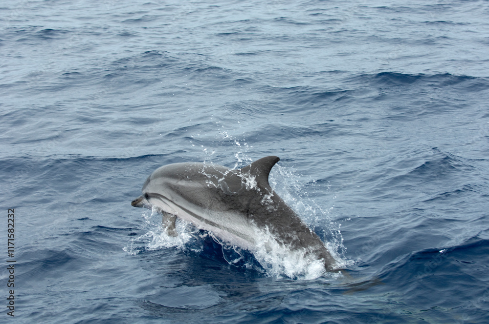 Obraz premium dolphin jumping out of water