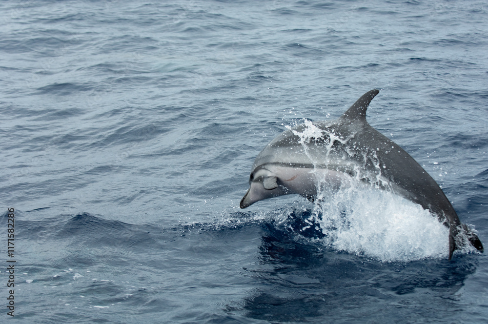 Obraz premium dolphin jumping out of water
