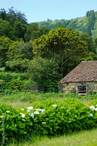 small house in the forest