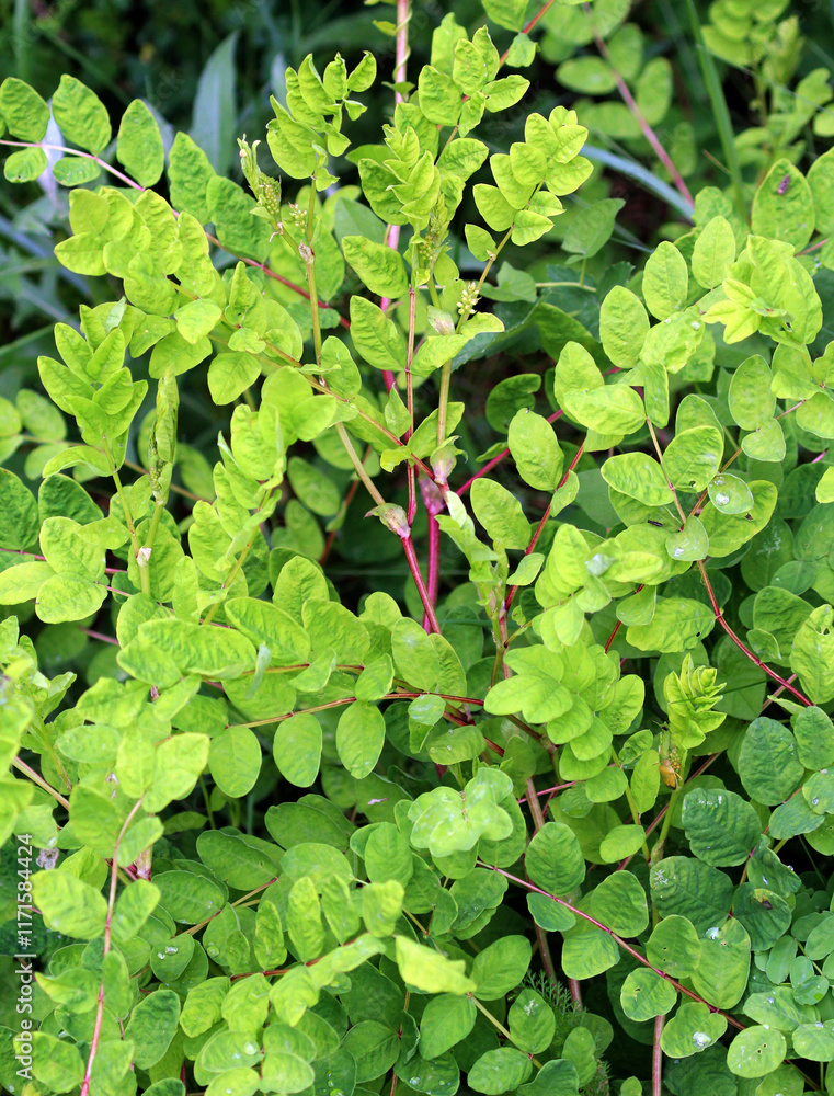 Astragalus (Astragalus glycyphyllos) grows in nature Astragalus (Astragalus glycyphyllos) grows in nature