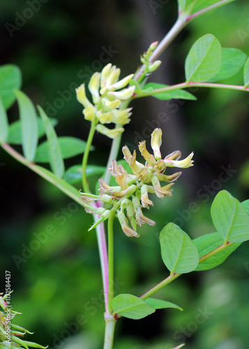 Astragalus (Astragalus glycyphyllos) grows in nature photo