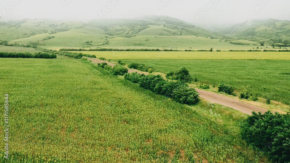 Obraz premium Green field