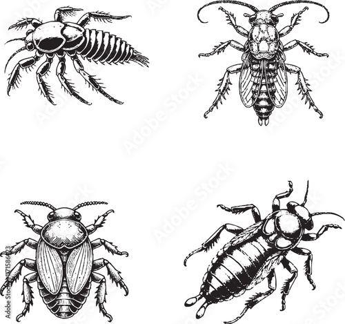 Detailed Black and White Illustrations of Various Insects
