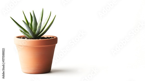 Isolated small terracotta flower pot with a single succulent plant isolated on solid white background.