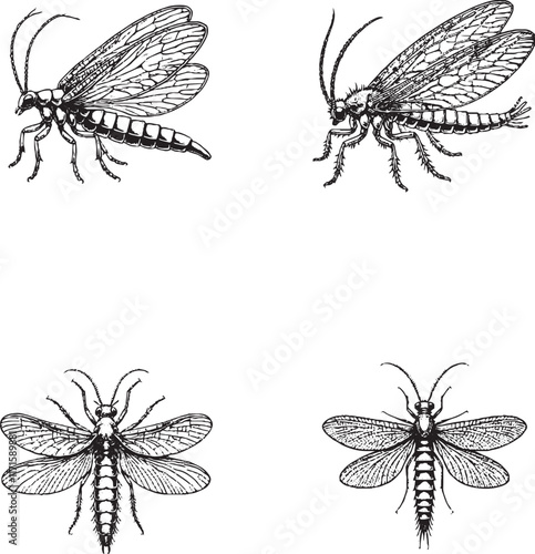 Detailed Illustrations of Various Insects