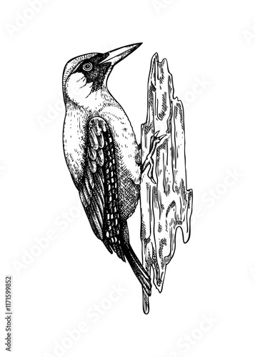 Woodpecker vector sketch. Hand-drawn wildlife illustration in engraved style. Passerine bird isolated on white background. Not AI generated photo