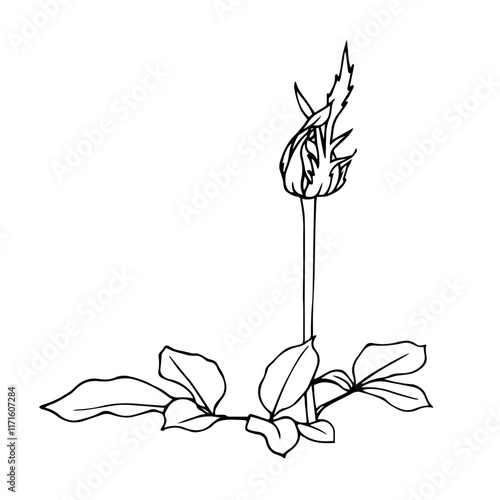 Line sketch, rose flower outline. Simple botanical elements. Vector graphics.