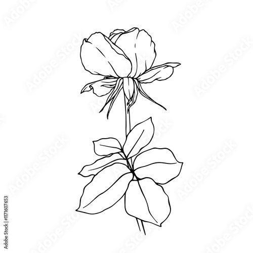 Line sketch, rose flower outline. Simple botanical elements. Vector graphics.