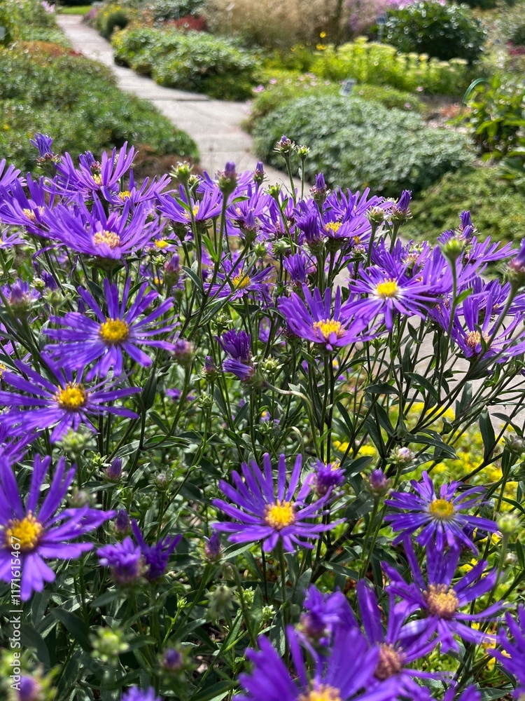 blooming bush with blue-purple flowers. Aster amellus in the garden. Flower background . blooming bush with blue-purple flowers. Aster amellus in the garden. Flower background .