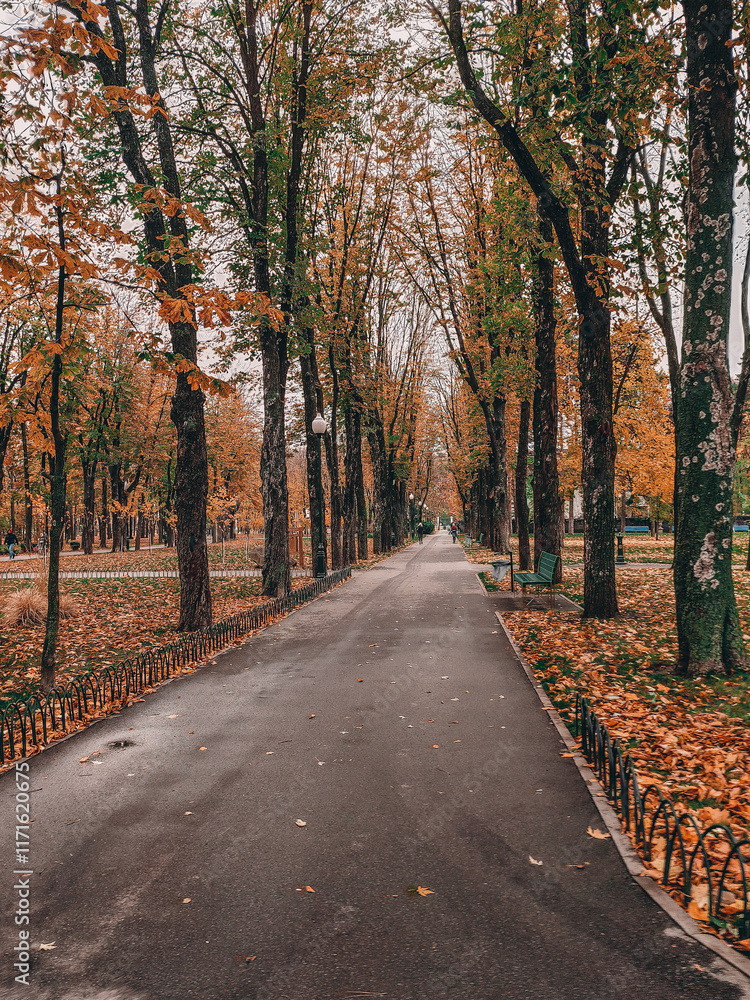 Naklejka premium autumn in the park