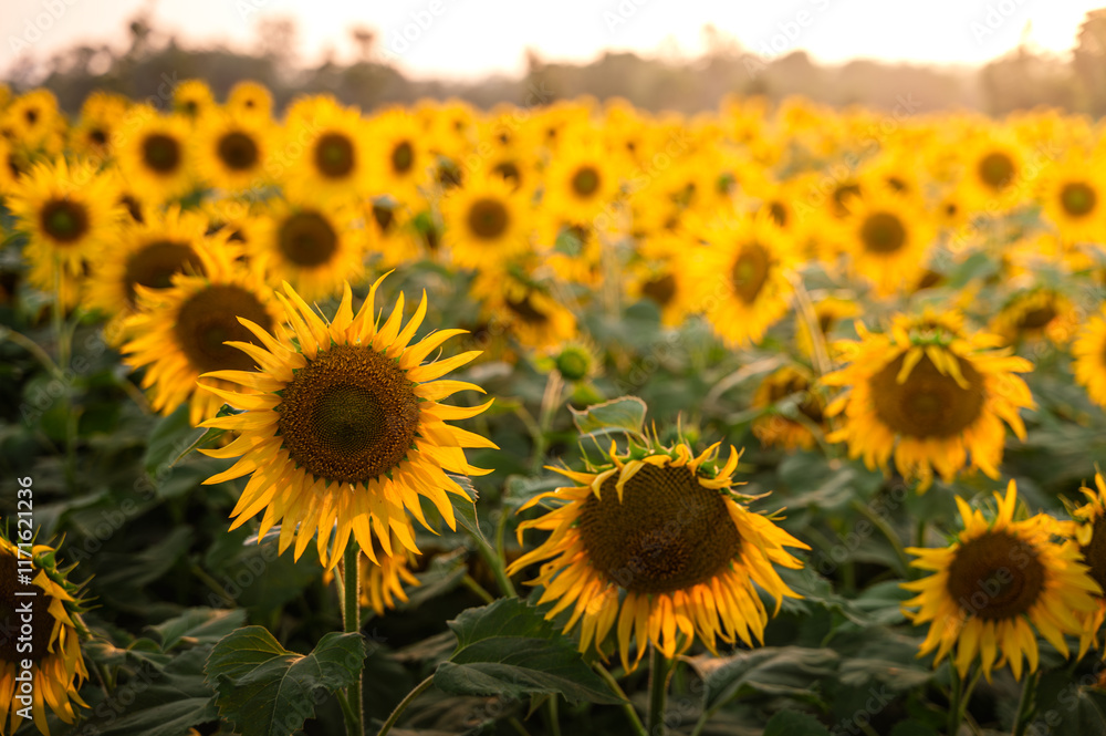 Fototapeta premium Sunflowers in agricultural field during sunlight glowing on it during evening.