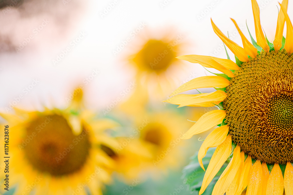 Fototapeta premium Fully bloomed sunflower half in frame with blurred other sunflower and copy space.